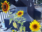 Sonnenblumen